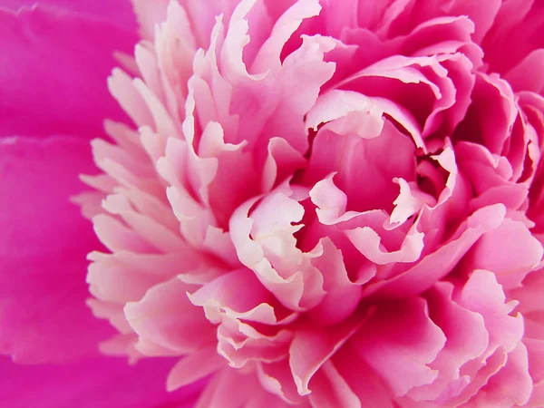 Parlak pembe Şakayık yaprakları yakın çekim