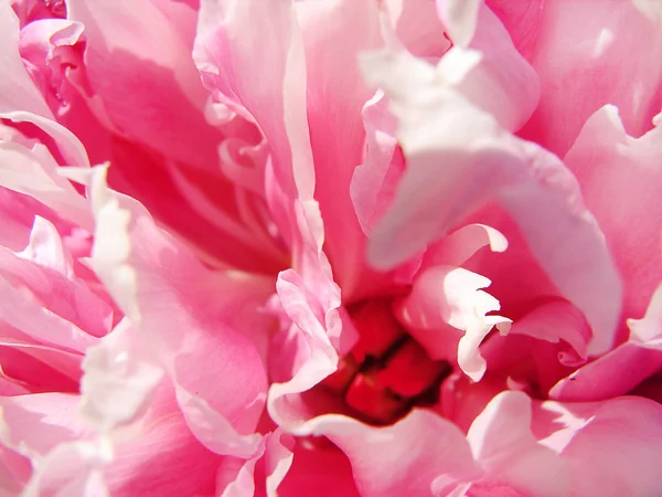 Parlak pembe Şakayık yaprakları yakın çekim