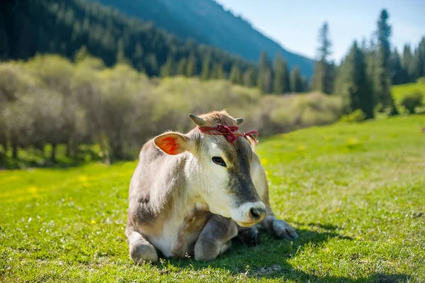 Vaca meditativa en el pasto de montaña. Retrato de la cara de vaca. Vaca tendida sobre hierba de montaña. montañas en el fondo . — Foto de Stock