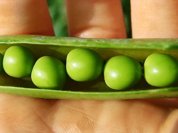 Child hand hold one pea pod and cracking it. Pods of green cracked peas in the hands of women. Peas in a row. — Stock Photo, Image