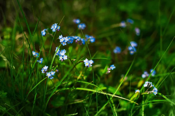 Niezapominajka, wiosna Małe błękitne kwiecie, niewyraźne kwiatowy łąka roślina tło, z bliska i zielona trawa, Selektywny fokus Myosotis sylvatica. — Zdjęcie stockowe