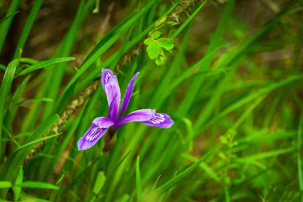Close-up of mountain wild iris in green grass — Stock Photo, Image