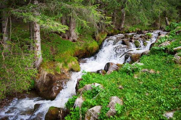 Mountain river stream, waterfall in the mountains, mountain creek among pines and greenery. Cascade falls over mossy rocks