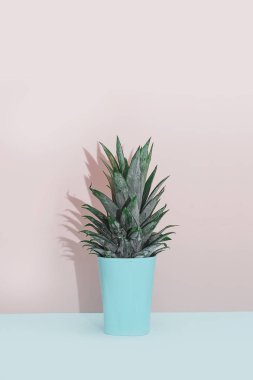 Modern ev dekorasyonu tropikal bitki. Kaktüs pembe mavi zemin üzerine. Minimalizm düz yatıyordu