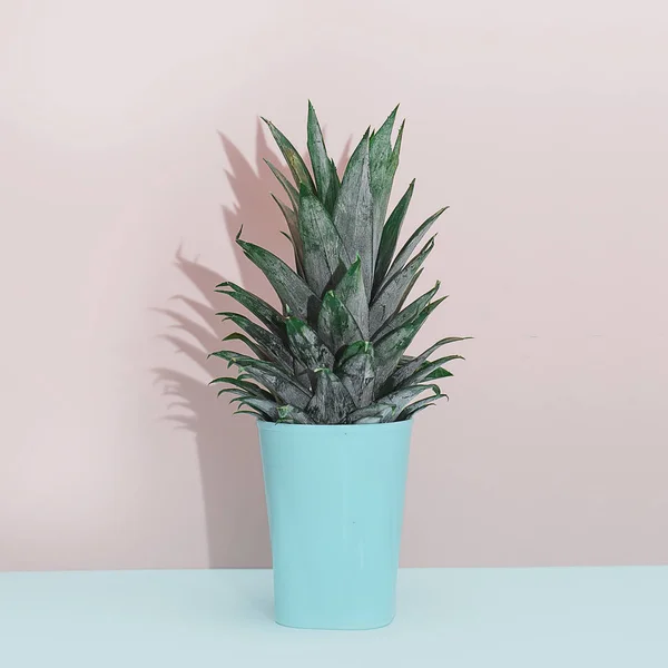 Modern home decor tropical plant. Cactus on pink blue background. Minimalism flat lay