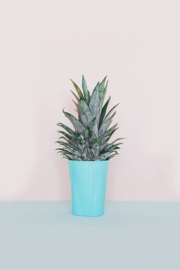 Modern ev dekorasyonu tropikal bitki. Kaktüs pembe mavi zemin üzerine. Minimalizm düz yatıyordu