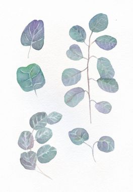 Suluboya okaliptüs yuvarlak yaprakları ve çiçekli dal dal. El boyalı bebek ve gümüş dolar okaliptüs, beyaz arka plan üzerinde izole ot öğeleri twig. Tasarım, Tekstil ve arka planı için.