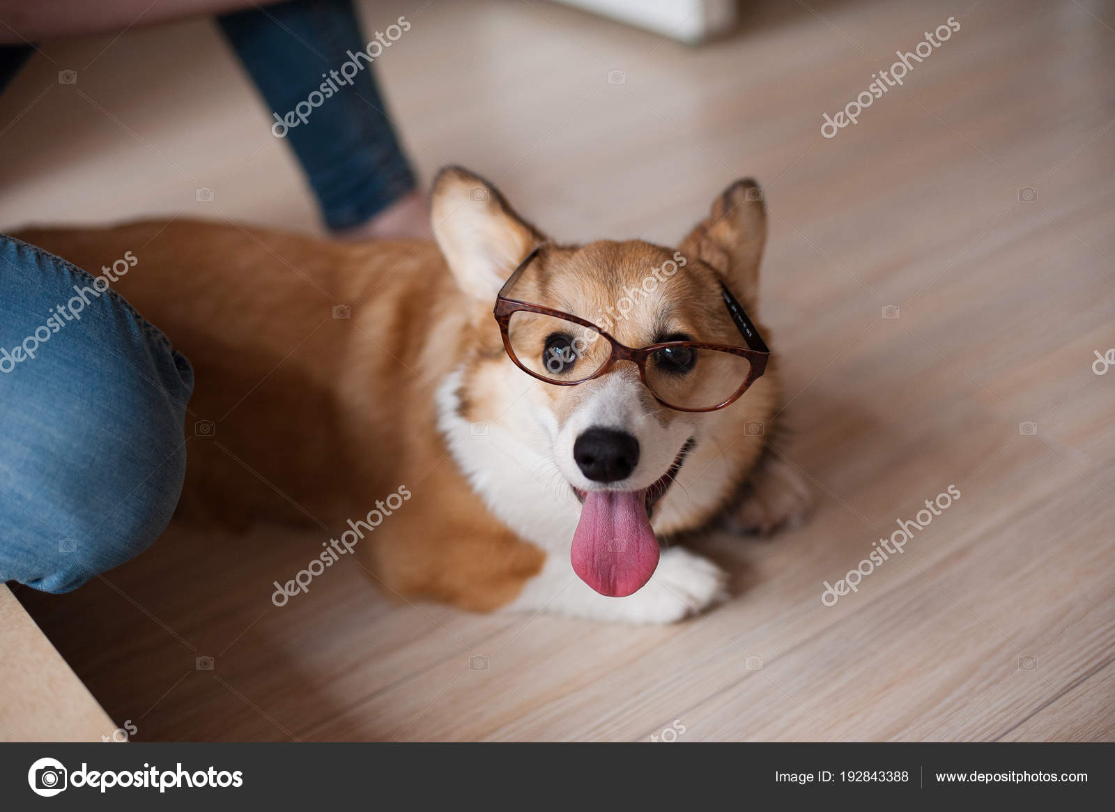 Profile Portrait Of Funny Welsh Corgi Pembroke Or Cardigan With