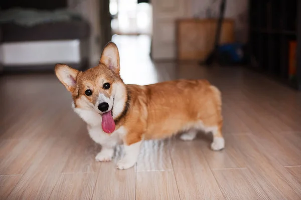 Валлийский Корги Пемброк щенок дома, счастливая улыбающаяся собака — стоковое фото