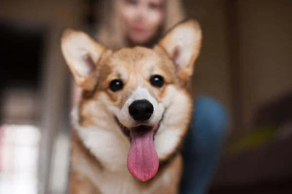 Валлийский Корги Пемброк щенок, счастливая улыбающаяся собака — стоковое фото