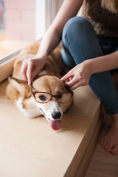 La ragazza si mette gli occhiali su un cane. Simpatico cucciolo gallese Corgi Pembroke con occhiali a casa, simpatico cane sorridente — Foto Stock