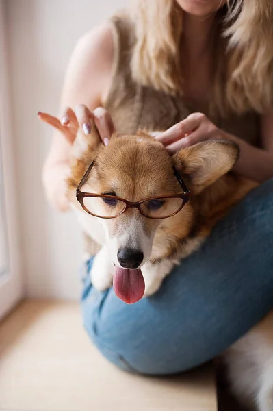 Girl puts on glasses on a dog. Funny Welsh Corgi Pembroke puppy with glasses at home, cute smiling dog