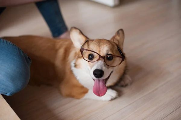 Simpatico cucciolo gallese Corgi Pembroke con occhiali a casa, simpatico cane sorridente — Foto Stock