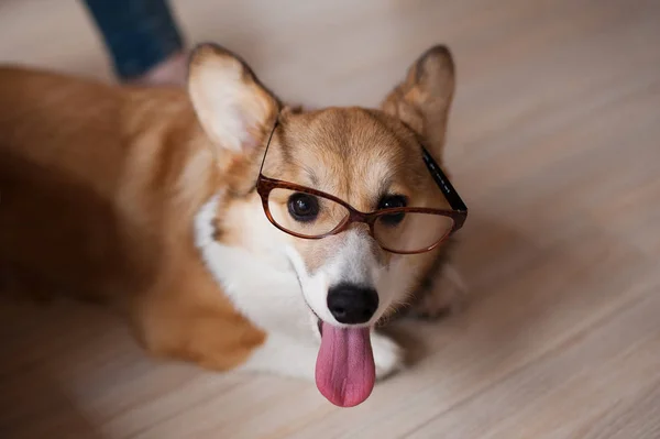 Смешной валлийский Корги Пемброк щенок в очках дома, милый улыбающийся пес — стоковое фото