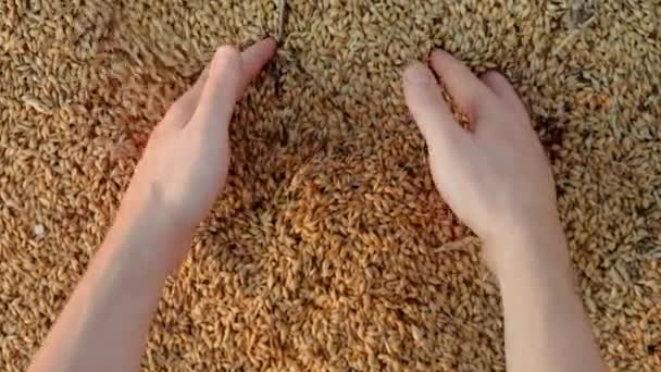 Руки фермера торкаються і просіюють зерна пшениці в джутовий мішок після хорошого врожаю. концепція сільського господарства, крупним планом 4k — стокове відео