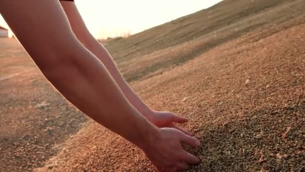 Mãos de fazendeiro tocando e peneirando grãos de trigo em um saco de juta após a boa colheita. conceito de agricultura, close-up 4k — Vídeo de Stock