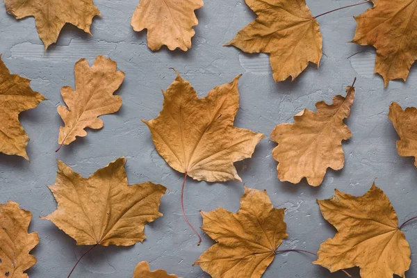 Kompozycja jesienna. Wzór wykonany z jesiennych liści na ciemnoszarym tle betonowym. Płaskie ułożenie, widok z góry — Zdjęcie stockowe