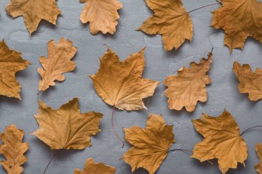 Sonbahar kompozisyonu. Koyu gri beton arka planda sonbahar yapraklarından oluşan desen. Düz yatış, üst görünüm
