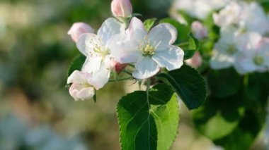 Mavi arka planda beyaz bahar çiçekleri, bahçe parkında çiçek açan ağaçlar. Beyaz sakura çiçeği. Güzel bahar ağacı çiçeği, yakın çekim.