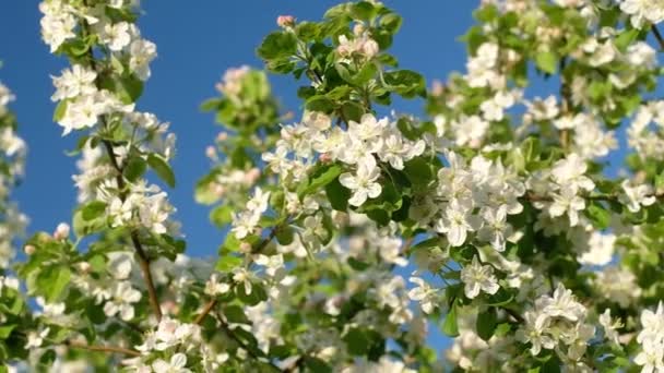 青い空の背景に白い春の花、庭の公園で咲く木。白い花の桜。美しい春の木の花を閉じます — ストック動画