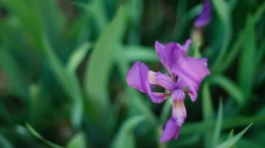 Bahçede çiçek açan süsen çiçekleri. Bahar güneşli bir gün. Mor çiçek, İris mor çiçek rüzgarda