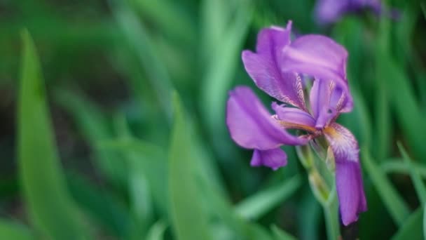 Bunga iris mekar di kebun. Musim semi yang cerah. Bunga ungu ungu ungu ungu, bunga ungu iris pada angin — Stok Video