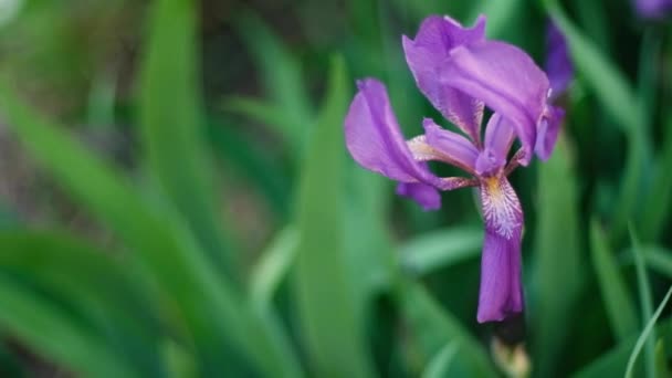 Bloeiende irisbloemen in de tuin. Lente zonnige dag. Paarse bloem, iris violette bloem op de wind — Stockvideo