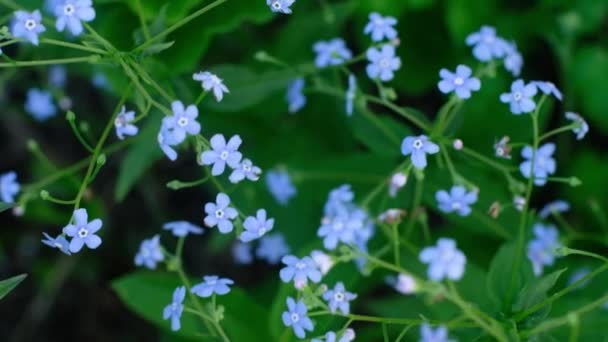 Esqueça-me, não feche o clip. Lindas flores. Vídeo da natureza. Câmera móvel 4K. Flor de primavera — Vídeo de Stock