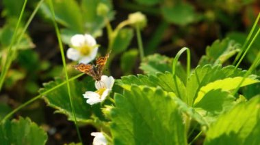 Beslendikten sonra beyaz çiçekle uçan siyah ve turuncu kelebek. Baharda çiçek açan yabani çileklerle birlikte yaz bahçesinde 4K kelebeği