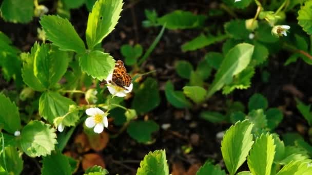 Μαύρη και πορτοκαλί πεταλούδα που πετούν σε λευκό λουλούδι μετά το τάισμα. 4K πεταλούδα στον καλοκαιρινό κήπο με ανθισμένες άγριες φράουλες την άνοιξη — Αρχείο Βίντεο