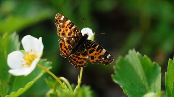 Czarno-pomarańczowy motyl latający na białym kwiatku po karmieniu. 4K motyl w ogrodzie letnim z kwitnącymi dzikimi truskawkami wiosną — Wideo stockowe