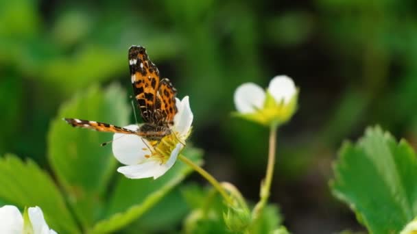 Czarno-pomarańczowy motyl latający na białym kwiatku po karmieniu. 4K motyl w ogrodzie letnim z kwitnącymi dzikimi truskawkami wiosną — Wideo stockowe