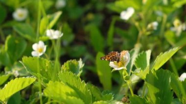 Beslendikten sonra beyaz çiçekle uçan siyah ve turuncu kelebek. Baharda çiçek açan yabani çileklerle birlikte yaz bahçesinde 4K kelebeği