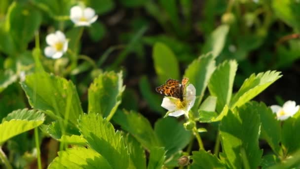 Черная и оранжевая бабочка летит на белом цветке после кормления. 4 тысячи бабочек в летнем саду с цветущей клубникой весной — стоковое видео