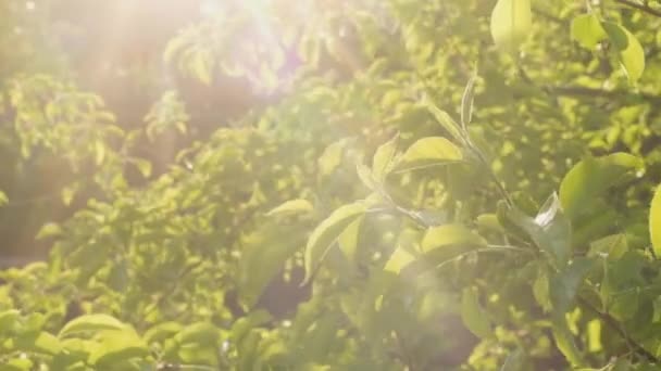 Slunce svítilo pohybujícím se zeleným listím v lese. Sluneční paprsky pronikají bujně zelenými listy. Příroda, krajina a přírodní prostředí. — Stock video