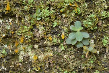 Rock ve liken duvar arka plan