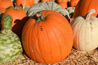 Numaralandırılmış kabak yama