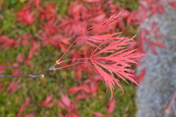 Red Autumn leaves of japanese Atrolineare — Stock Photo, Image