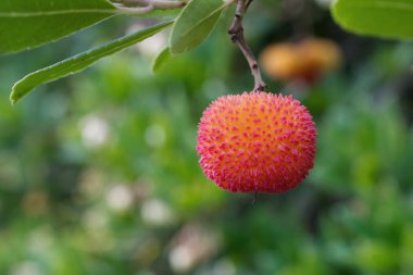 Arbutus unedo (strawberry tree) fruit  clipart