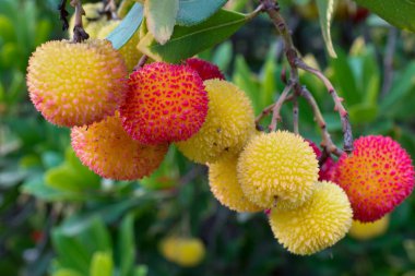 Arbutus unedo (strawberry tree) fruits  clipart