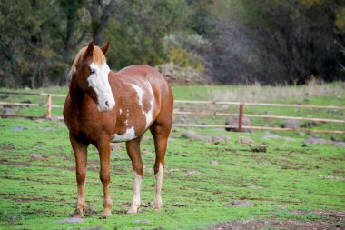 Pinto at alanında