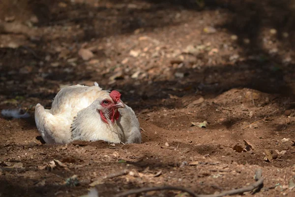 Szabadkategóriás csirke roosting — Stock Fotó