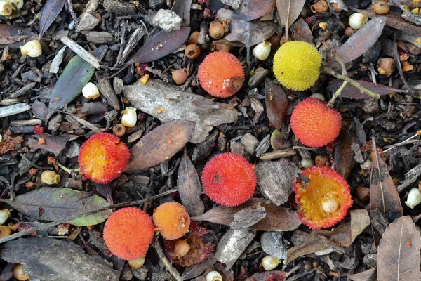 지상에 arbutus unedo (나무 딸기) 과일 — 스톡 사진