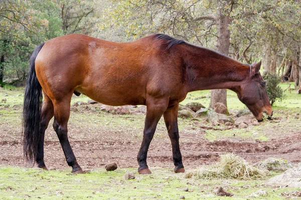 Caballo Mustang orinando —  Fotos de Stock