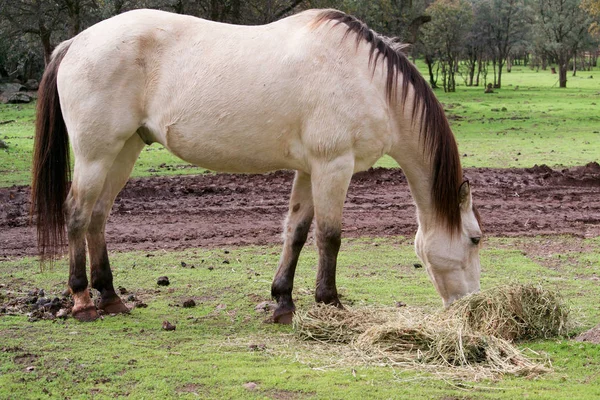 Caballo Buckskin comiendo hierba — Foto de Stock