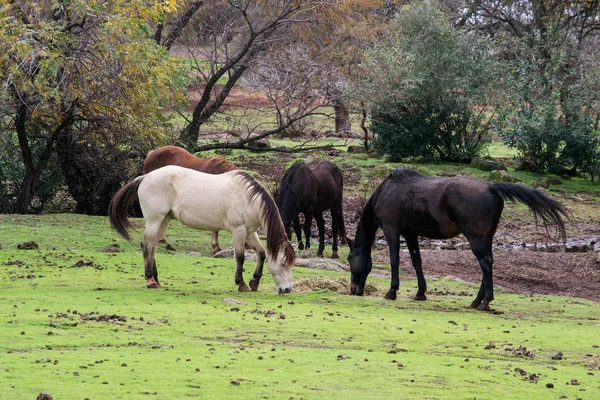 Horses eating together — Stock Photo, Image