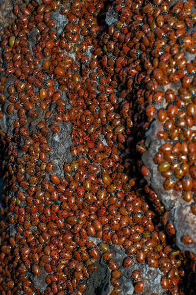 Gathering of ladybugs — Stock Photo, Image