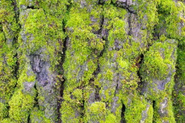 Ahşap doku ve arkaplan