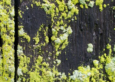 ahşap ve liken arka plan