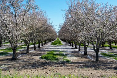 Kaliforniya bahar'ın meyve